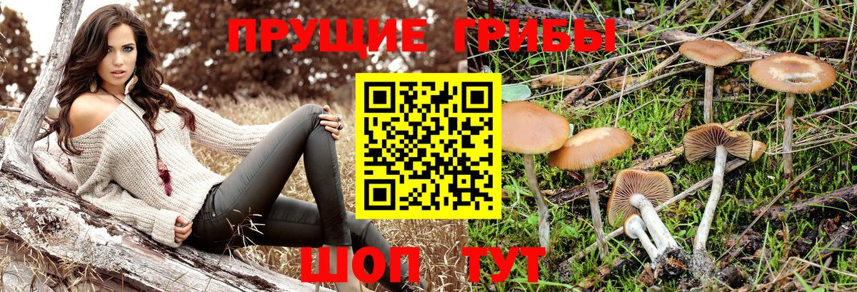 Хасавюрт  где продают наркотики  Галлюциногенные грибы Cubensis  Вход с VPN  Псилоцибиновые грибы Magic Shrooms 